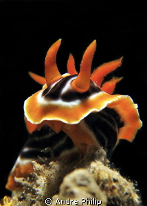 a look under the pyjama-(nudi)... by Andre Philip 